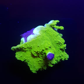 Montipora Capricornius Green (10% de desconto pagamento a vista pix/transferência)