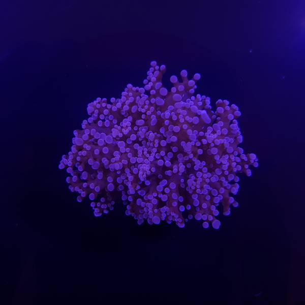 Frogspawn wall ultra (roxo)  (10% de desconto pagamento a vista pix/transferência)