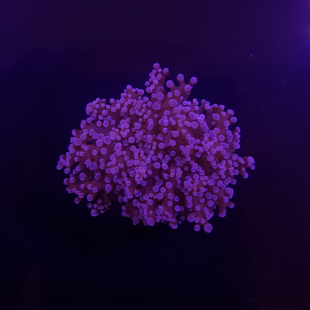 Frogspawn wall ultra (roxo)  (10% de desconto pagamento a vista pix/transferência)