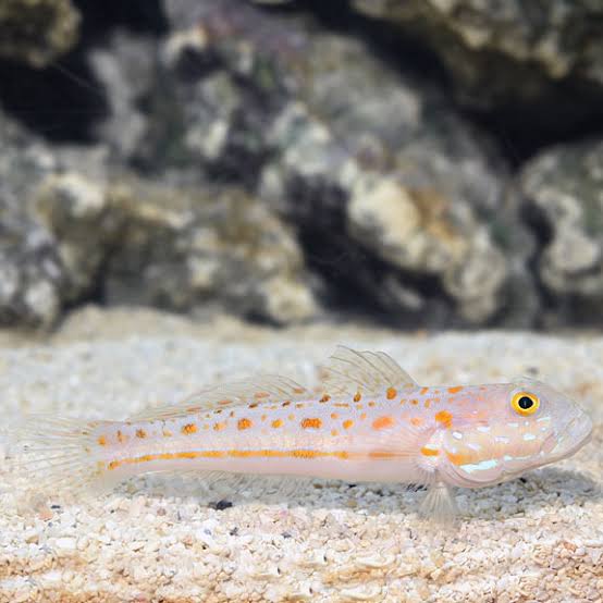 Goby Watchman Diamond (10% de desconto via pix/transferência bancária)