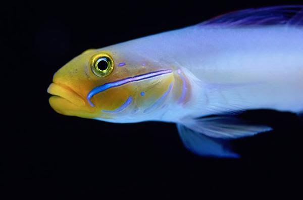 Goby Golden Head