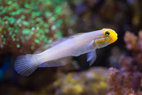 Goby Golden Head